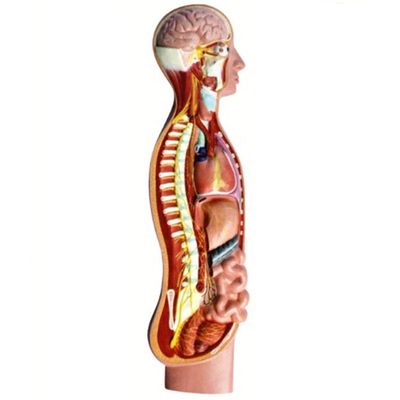 Modell für die Anatomie des menschlichen autonomen parasympathischen Nervs im Rückenmark