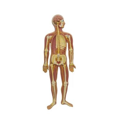 Modell für die Anatomie des menschlichen autonomen parasympathischen Nervs im Rückenmark