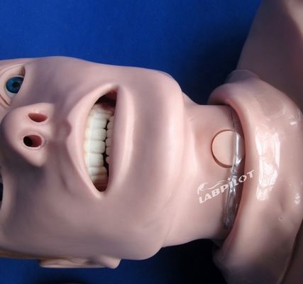 Professionelle menschliche lebensgroße Schaukel für Erwachsene Halbkörper CPR und Intubation Training