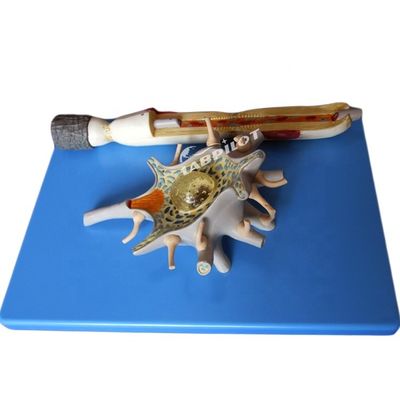 Erweiterte PVC-Anatomische Modell des vergrößerten neuronalen Zellkörpers und der Nervenfaserstruktur