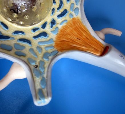 Erweiterte PVC-Anatomische Modell des vergrößerten neuronalen Zellkörpers und der Nervenfaserstruktur