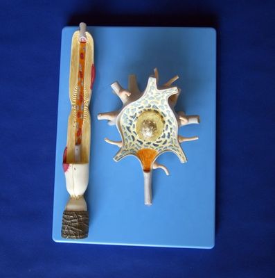Erweiterte PVC-Anatomische Modell des vergrößerten neuronalen Zellkörpers und der Nervenfaserstruktur