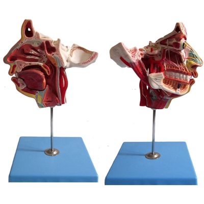 Medizinische Wissenschaft Detaillierte Anatomie von 100 Nerven und Gefäßen innerhalb des Gesichtsschädelmodells