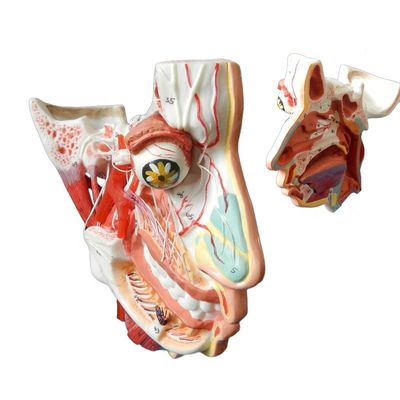 Medizinische Wissenschaft Detaillierte Anatomie von 100 Nerven und Gefäßen innerhalb des Gesichtsschädelmodells