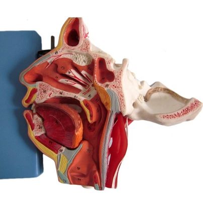 Medizinische Wissenschaft Detaillierte Anatomie von 100 Nerven und Gefäßen innerhalb des Gesichtsschädelmodells