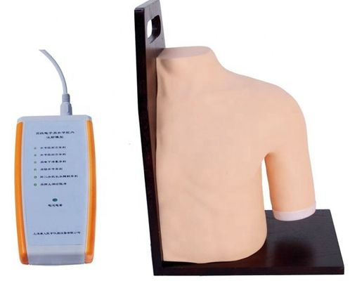 Erweiterte PVC-Medizinische Ausbildung Schultergelenk Intracavitary Injektion Simulator Lehrmodell