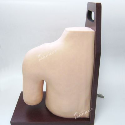 Erweiterte PVC-Medizinische Ausbildung Schultergelenk Intracavitary Injektion Simulator Lehrmodell