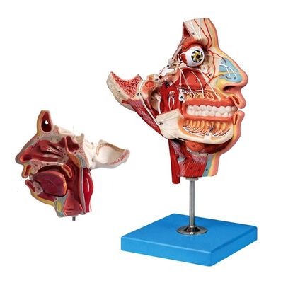 Körpergröße Kopf und Gesicht Anatomie Modell für Patienten Pflege Demonstration