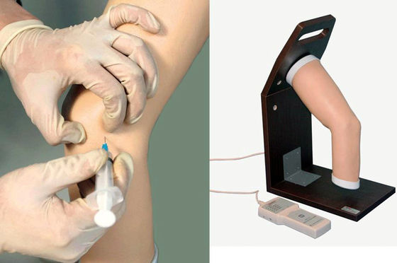 Erweiterter PVC-Gelenk-Intra-Gelenk-Injektions-Training-Simulator für das menschliche Ellenbogenmodell