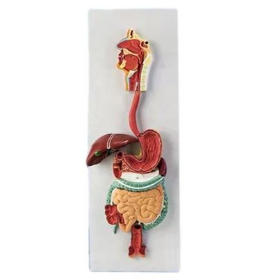 Anatomisches Modell für medizinische Demonstrationen