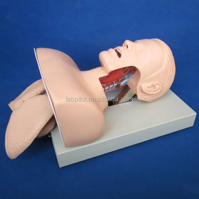 Elektronisches Tracheale Intubation Training Modell mit aufblasbarem Lungen-NG-Rohr und Saugsimulator Ideal