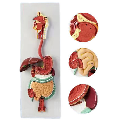 Anatomisches Modell für medizinische Demonstrationen