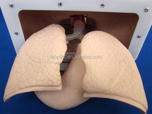 Elektronisches Tracheale Intubation Training Modell mit aufblasbarem Lungen-NG-Rohr und Saugsimulator Ideal