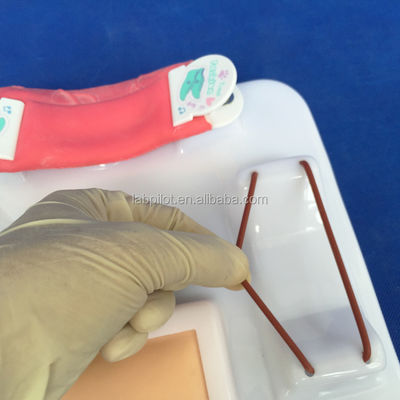 Patientenbetreuung Demonstration menschliche Lebensgröße Darm Anastomose und Naht Praxis Pad
