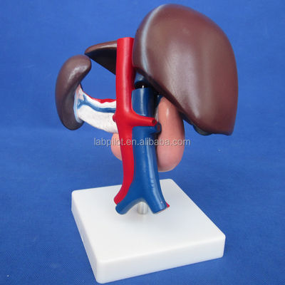 Funktion der menschlichen Leber Medizinische anatomische Demonstration des Bauchspeicheldrüsens und des Zwölfnadelmodells