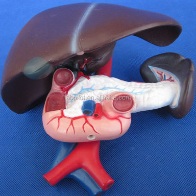 Funktion der menschlichen Leber Medizinische anatomische Demonstration des Bauchspeicheldrüsens und des Zwölfnadelmodells