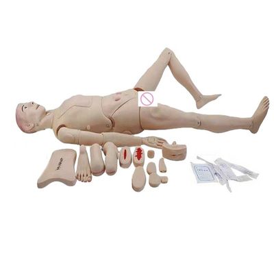 Geschlechtsspezifische Genitalmannequin für medizinische Wissenschaft Ausbildung Pflegekräfte Edition