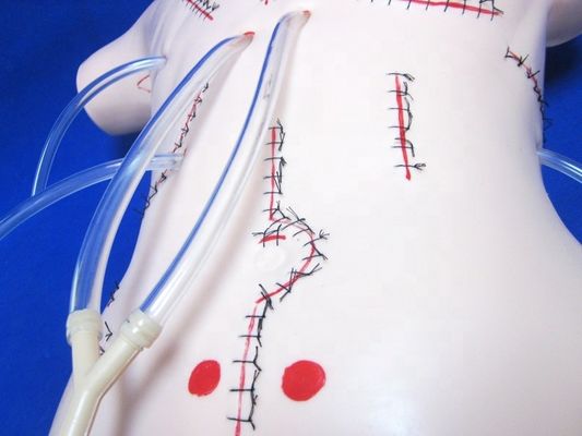 Realistisches Appendix-Lehrmodell für Verbands- und Nähfähigkeiten Chirurgische Dummy