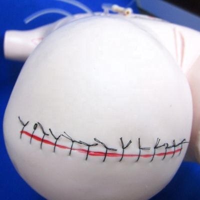 Realistisches Appendix-Lehrmodell für Verbands- und Nähfähigkeiten Chirurgische Dummy