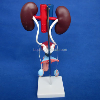 Anatomisches Harnmodell zur detaillierten Untersuchung des männlichen Urogenitalsystems