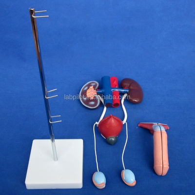 Anatomisches Harnmodell zur detaillierten Untersuchung des männlichen Urogenitalsystems