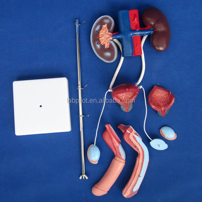 Anatomisches Harnmodell zur detaillierten Untersuchung des männlichen Urogenitalsystems