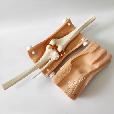 Fortgeschrittene Knie-Arthroskopie-Modell Klinische Krankenpflege-Fähigkeiten mit fortgeschrittenem PVC-Kunststoff