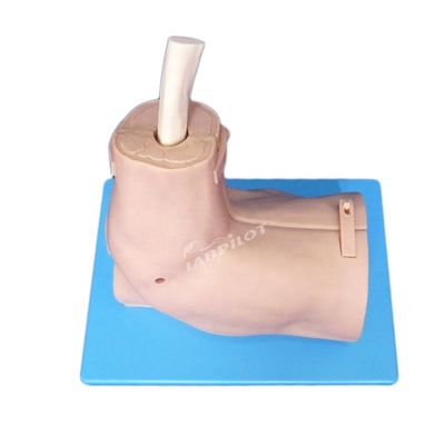 Vivid Schultergelenk-Anatomie-Trainingsmodell mit abnehmbarem Schulterarthroskopie-Simulator