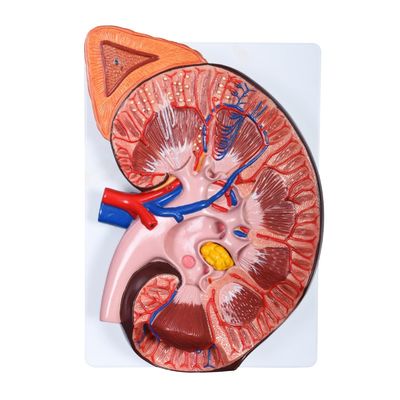 Abnehmbares anatomisches Nierenmodell für medizinische Demonstrationen in Krankenhäusern und Kliniken