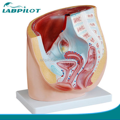 Detaillierte Anatomie Modell des menschlichen weiblichen Beckens in fortgeschrittenem PVC für die medizinische Praxis