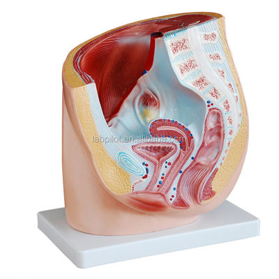 Detaillierte Anatomie Modell des menschlichen weiblichen Beckens in fortgeschrittenem PVC für die medizinische Praxis