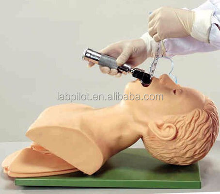 Modell für die Intubation der Trachea mit Atemwege Lungen- und Magenanatomie