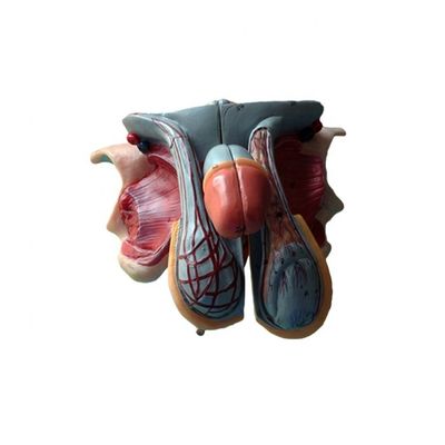 Männliche Genitalorgane Modell Detaillierte Anatomie für Bildungseinrichtungen