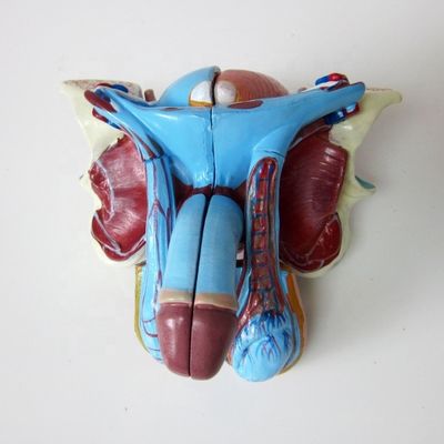Anatomisches Modell für Kliniken 5 Teile Männliche Genitale Innen- und Außenorgane
