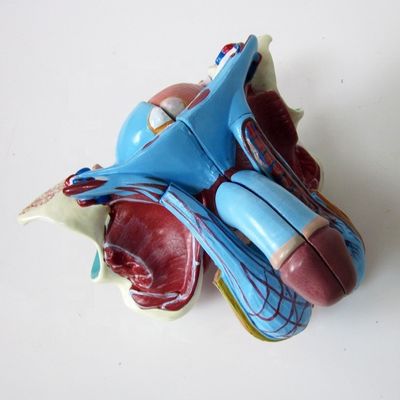 Anatomisches Modell für Kliniken 5 Teile Männliche Genitale Innen- und Außenorgane