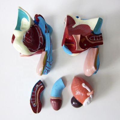 Anatomisches Modell für Kliniken 5 Teile Männliche Genitale Innen- und Außenorgane