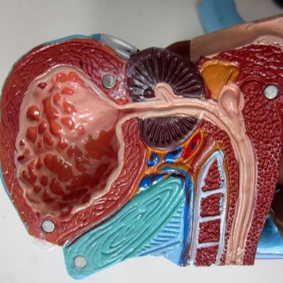 Anatomisches Modell für Kliniken 5 Teile Männliche Genitale Innen- und Außenorgane