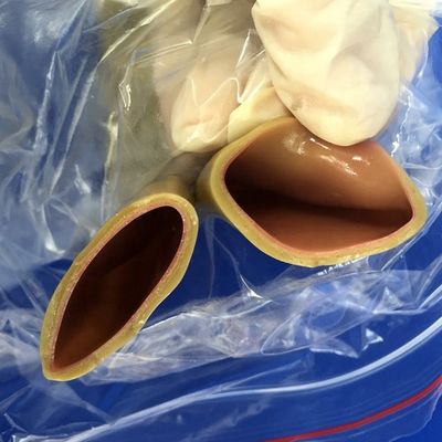 Modell für die Ausbildung zu chirurgischen Fähigkeiten für Darm Anastomose realistische menschliche Simulation
