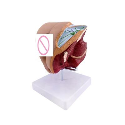 Schulen können jetzt weibliche Genitalorgane mit einem anatomischen Demonstrationsmodell unterrichten
