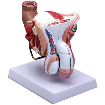 Fach Medizinische Wissenschaft Anatomische Demonstration Modell des menschlichen männlichen Fortpflanzungssystems