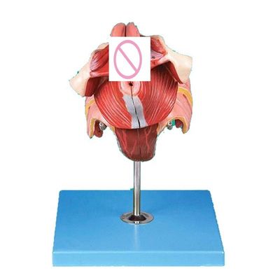 Modell des menschlichen Fortpflanzungssystems Effektives Unterrichten mit weiblichen Genitalorganen Anatomie