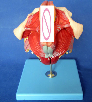 Modell des menschlichen Fortpflanzungssystems Effektives Unterrichten mit weiblichen Genitalorganen Anatomie