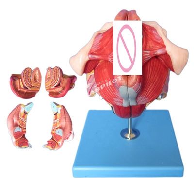 Modell des menschlichen Fortpflanzungssystems Effektives Unterrichten mit weiblichen Genitalorganen Anatomie