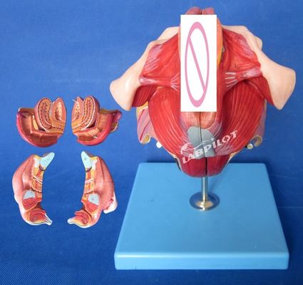 Modell des menschlichen Fortpflanzungssystems Effektives Unterrichten mit weiblichen Genitalorganen Anatomie