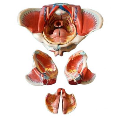 Anatomisches Modell des weiblichen Beckens mit detaillierten Nervengefäßen und weiblicher Beckenanatomie