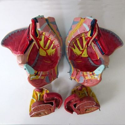 Anatomisches Modell des weiblichen Beckens mit detaillierten Nervengefäßen und weiblicher Beckenanatomie
