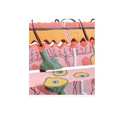 Medizinische Wissenschaft Menschliche Lehre Lebhafte Histologie und Embryologie Modell für das Studium der Anatomie
