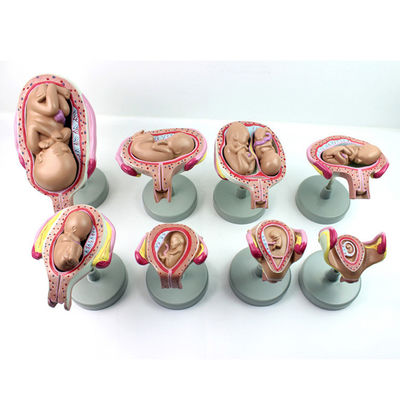 Realistisches menschliches Embryo Fetus Anatomisches Modell zur Demonstration der Embryonalentwicklung