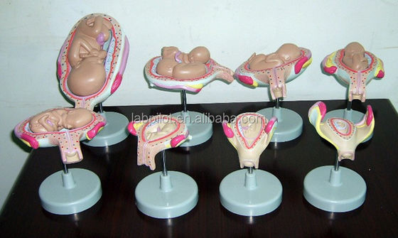 Realistisches menschliches Embryo Fetus Anatomisches Modell zur Demonstration der Embryonalentwicklung