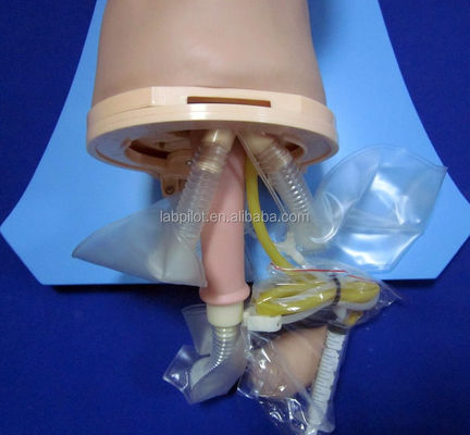 Intubations-Training-Simulator umfassendes Modell der Atemwege mit menschlicher Lebensgröße